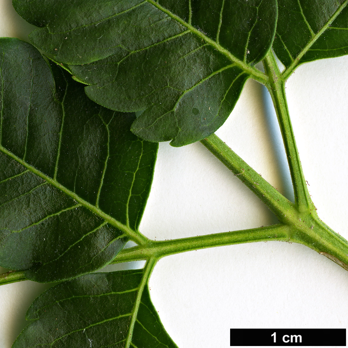 High resolution image: Family: Meliaceae - Genus: Melia - Taxon: azedarach